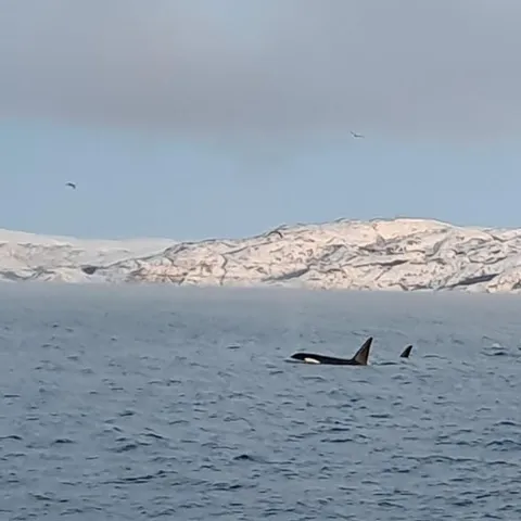 Orcas surfacing below the snowy coast of the Altafjord