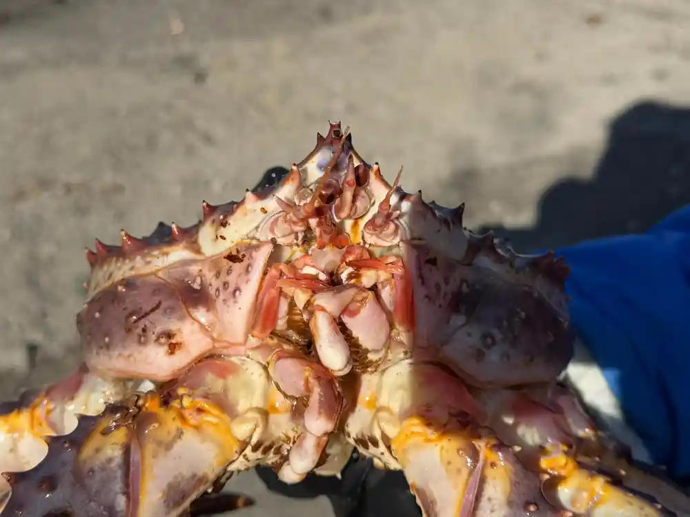 Close view of a live king crab's shell and legs