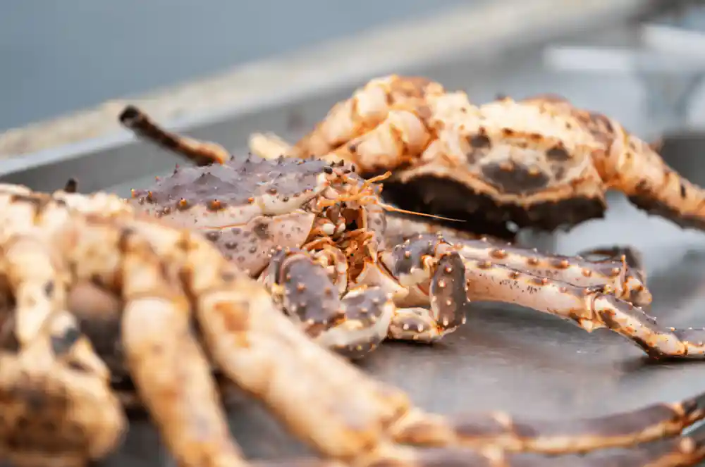 Whole cooked king crabs on a metal counter